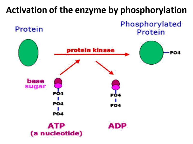 Activation of the enzyme by phosphorylation